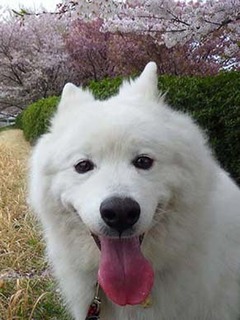sakura2104022.jpg
