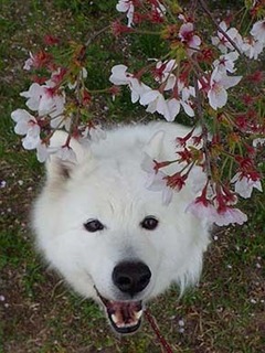 sakura2104024.jpg
