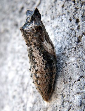 sanagi0911074.jpg