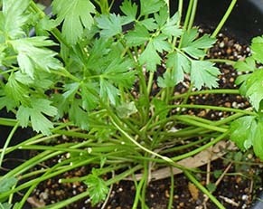 sanagi1807032.jpg