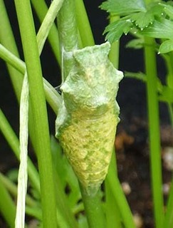 sanagi1807033.jpg