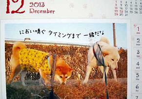senryu_ak120923.jpg