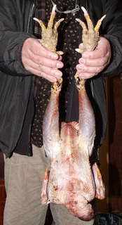 shamo110329.jpg