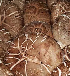 shiitake141115.jpg