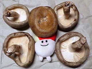shiitake251013.jpg