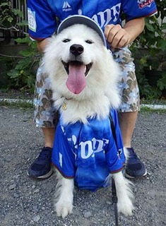 shishibull1807192.jpg