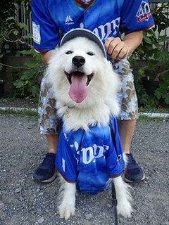 shishibull1808011.jpg
