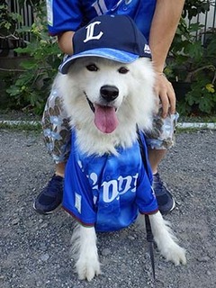 shishibull1808012.jpg