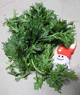 shungiku250422.jpg