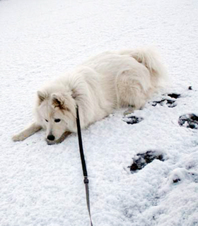 snow__i1602071.jpg