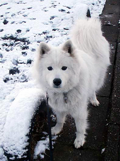 snow_i1602072.jpg