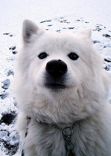 snow_i1602073.jpg