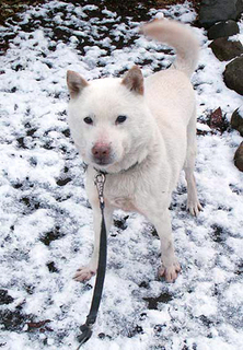 snow_k160207.jpg
