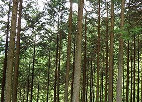 sugi180517.jpg