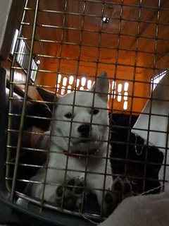 suzu2002141.jpg