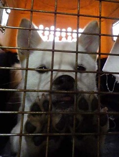 suzu2002142.jpg