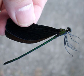 tonbo1107121.jpg
