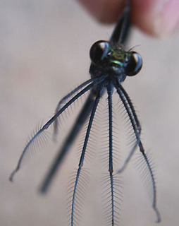 tonbo1107122.jpg