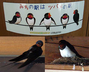 tsubame160518.jpg