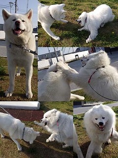umikun1805151.jpg