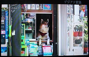 workingdog110809.jpg
