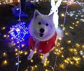 xmas1712242.jpg