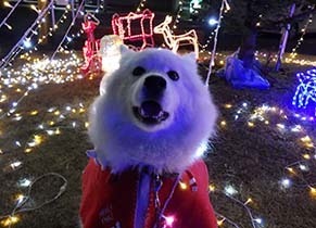 xmas__1712241.jpg