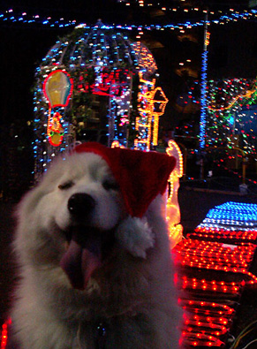 xmas_dog0912251.jpg