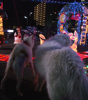 xmas_dog0912252.jpg