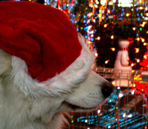 xmas_dog0912253.jpg