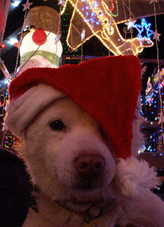 xmas_koma101224.jpg