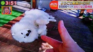 yojigoji2006081.jpg